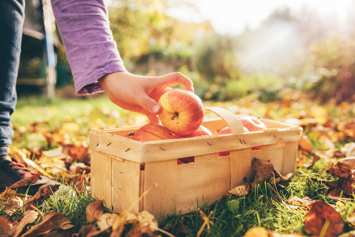 Apples! Autumn’s healthy delight