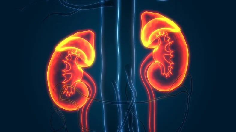 Quiz time: Get to know your kidneys