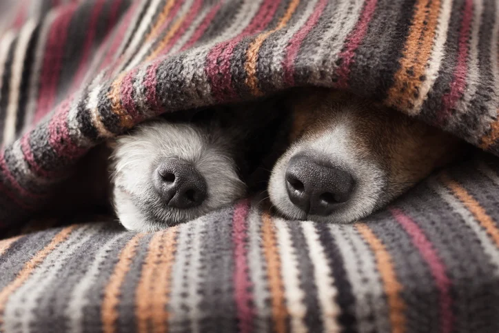 Is your cat or dog making you sick?