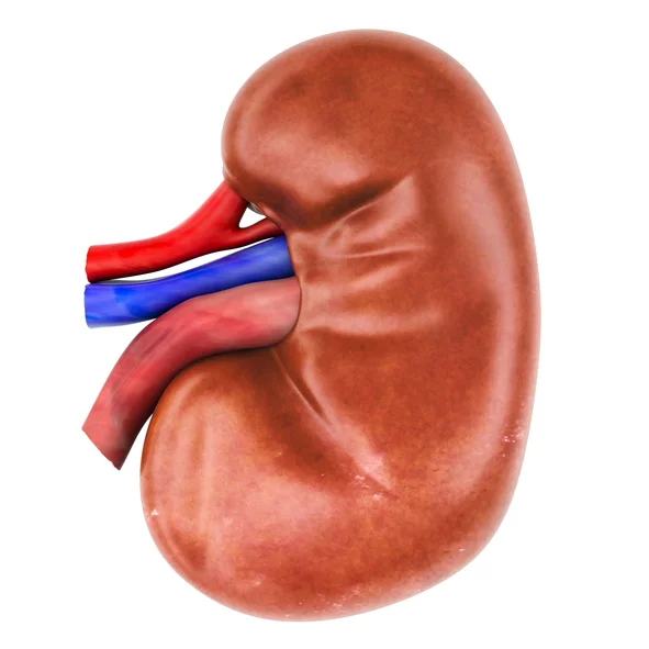Living well when you only have one kidney