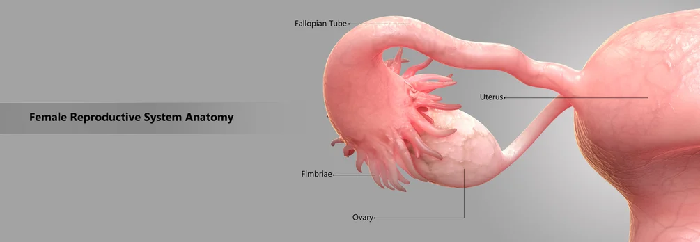 Signs you may have an ovarian cyst