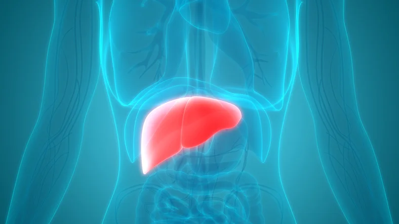 Here’s what may be harming your liver