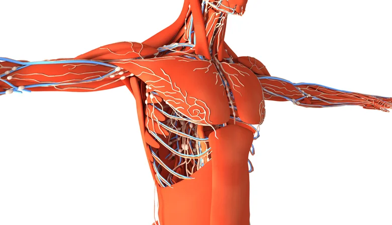 11 ways naturally improving poor circulation 