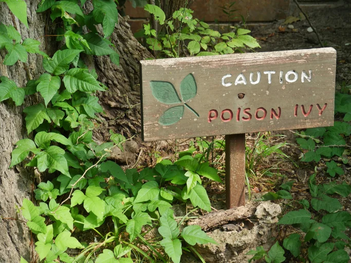 6 Ways to avoid the wrath of poisonous plants 