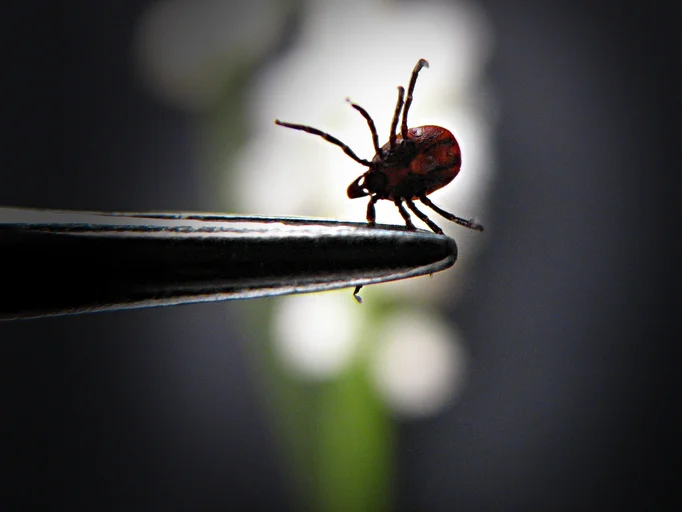 Be on guard for ticks and Lyme disease
