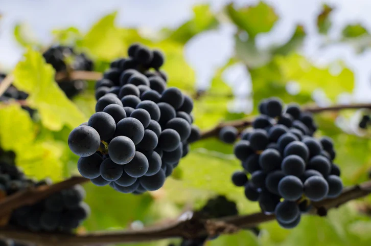 Get ‘grape’ health from Concord grapes 