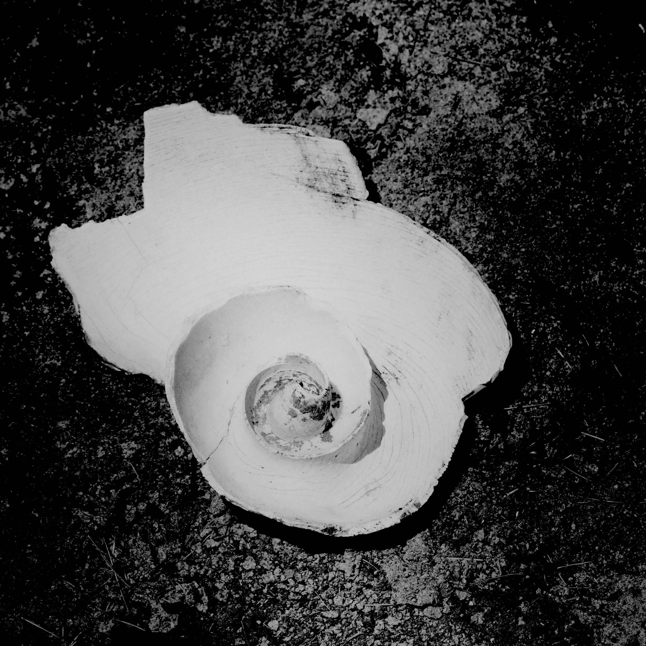 shell black and white .jpg