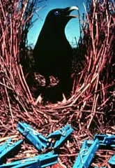 Mahavishnu and Music As Mating Ritual