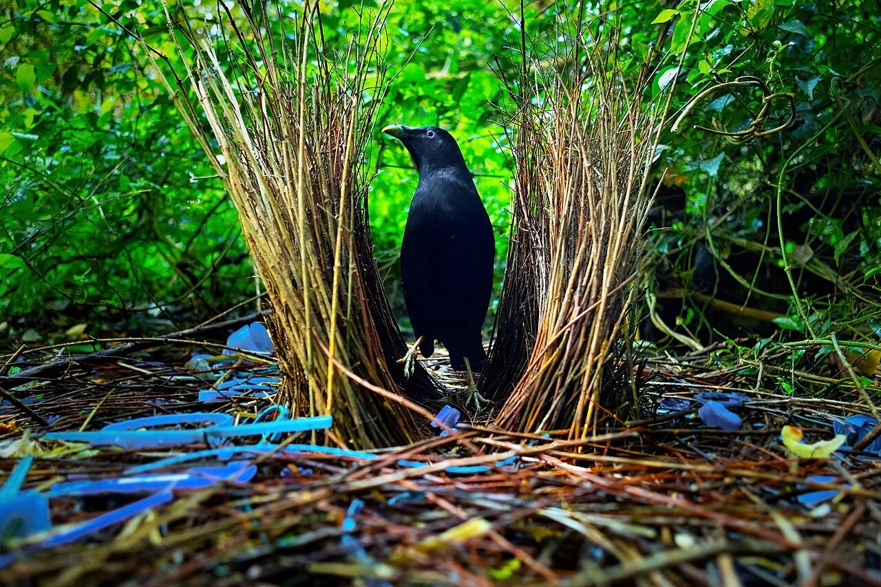 A Boower Bird sits in the middle of it's nest surrounded by little bits of blue plastic rubbish.