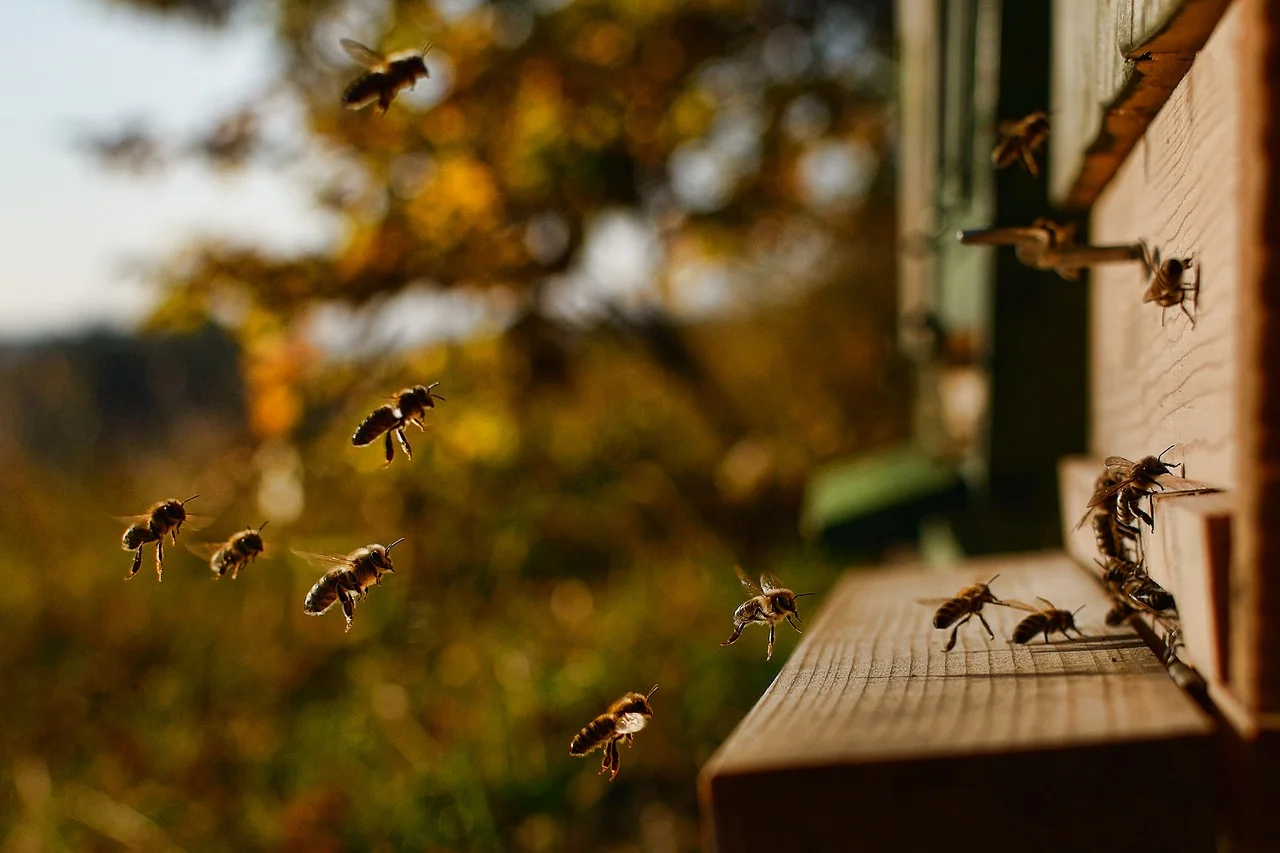 hive.jpg