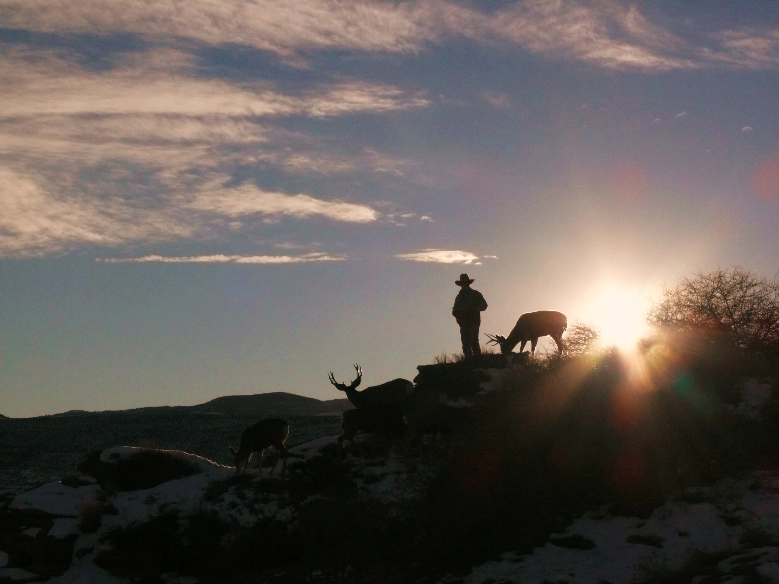 Joe Hutto stands with members of his herd of mule deer near Lander, Wyoming. (photo courtesy joe hutto)