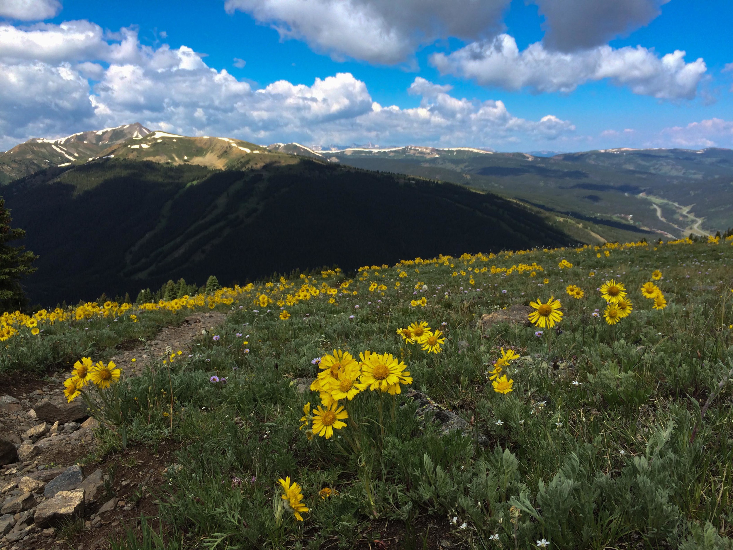  Wildflowers on the Ten Mile Range, just outside Breckenridge. PHOTO BY WILLOW BELDEN 