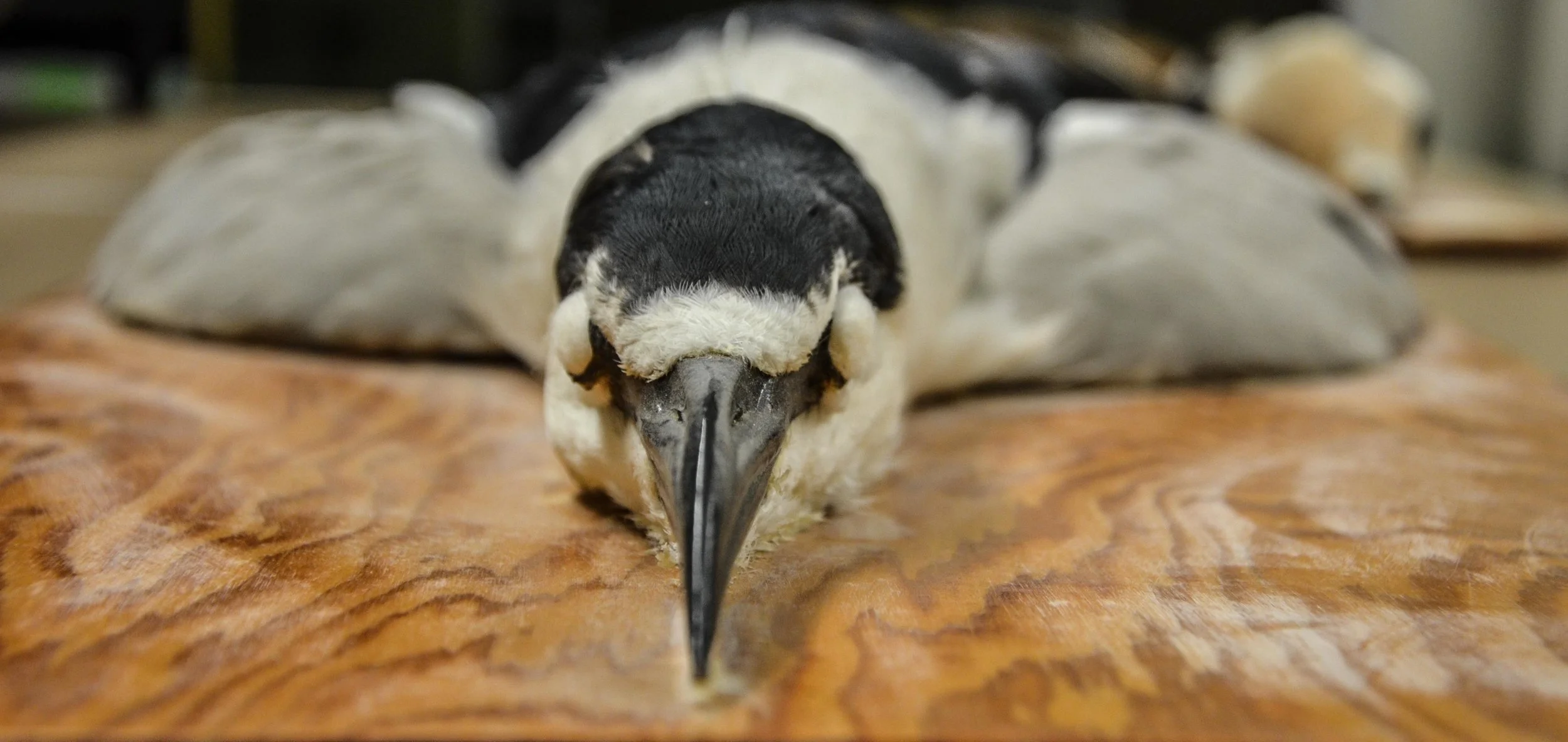 this black-crowned night heron is part of a large collection of stuffed birds that were discovered at a school in laramie, wyoming in 2016. (photo by Willow Belden)