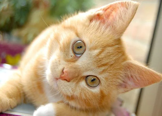 This kitten has nothing to do with anything, but it’s pretty cute. (Photo courtesy of the Internet)