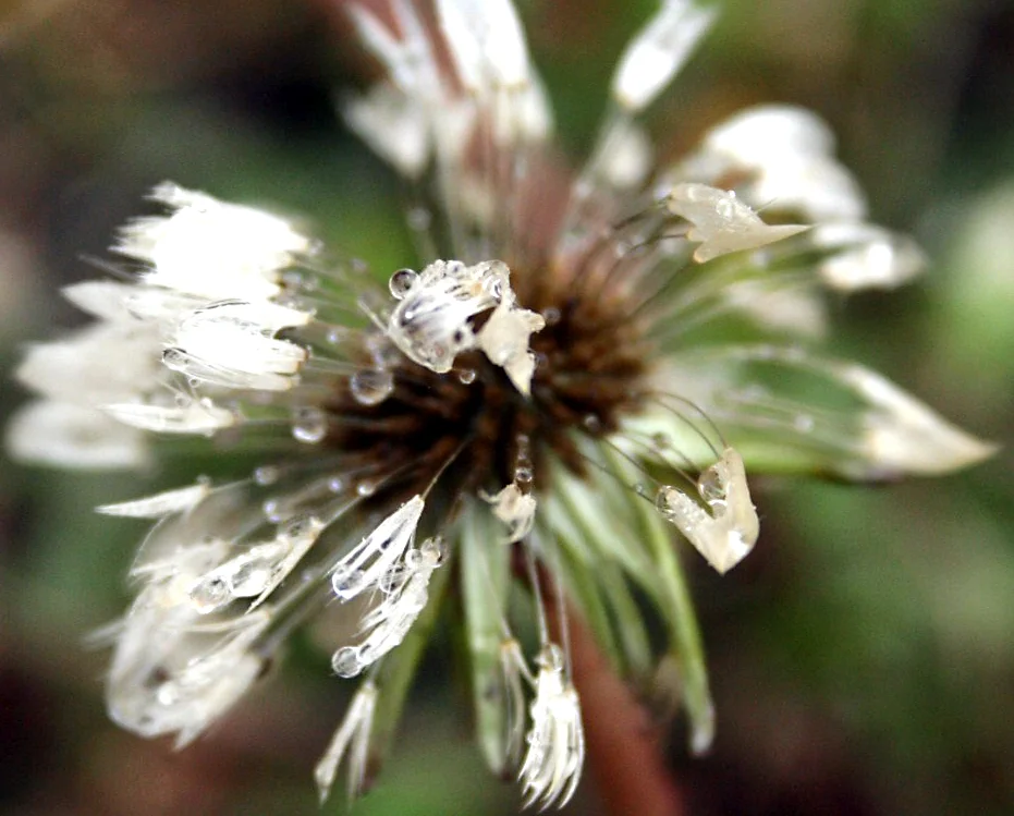 dandelion.jpg