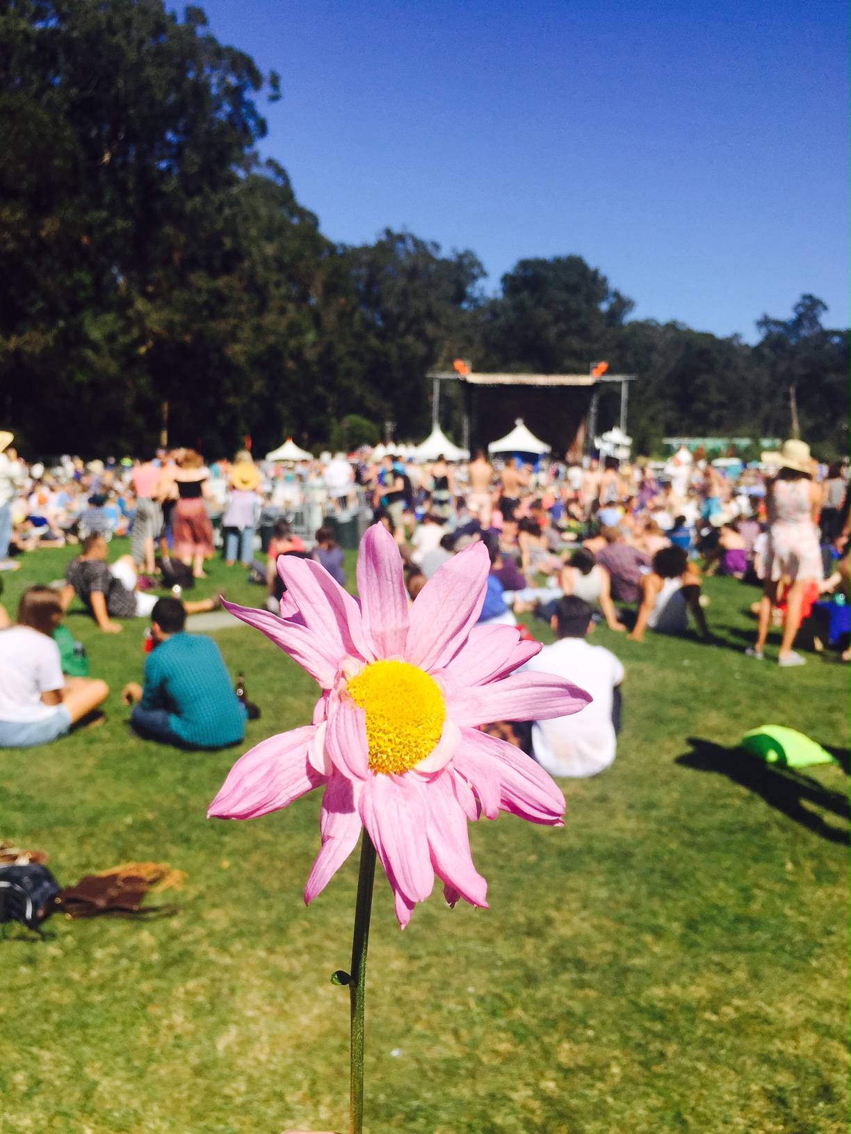 Harldy Strictly Golden Gate Park San Francisco