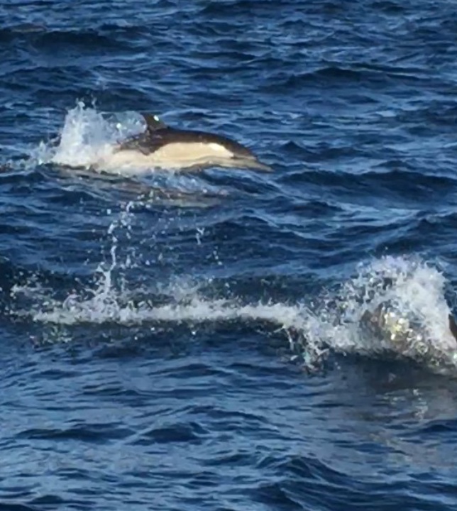 Whale Watching, Monterey Bay