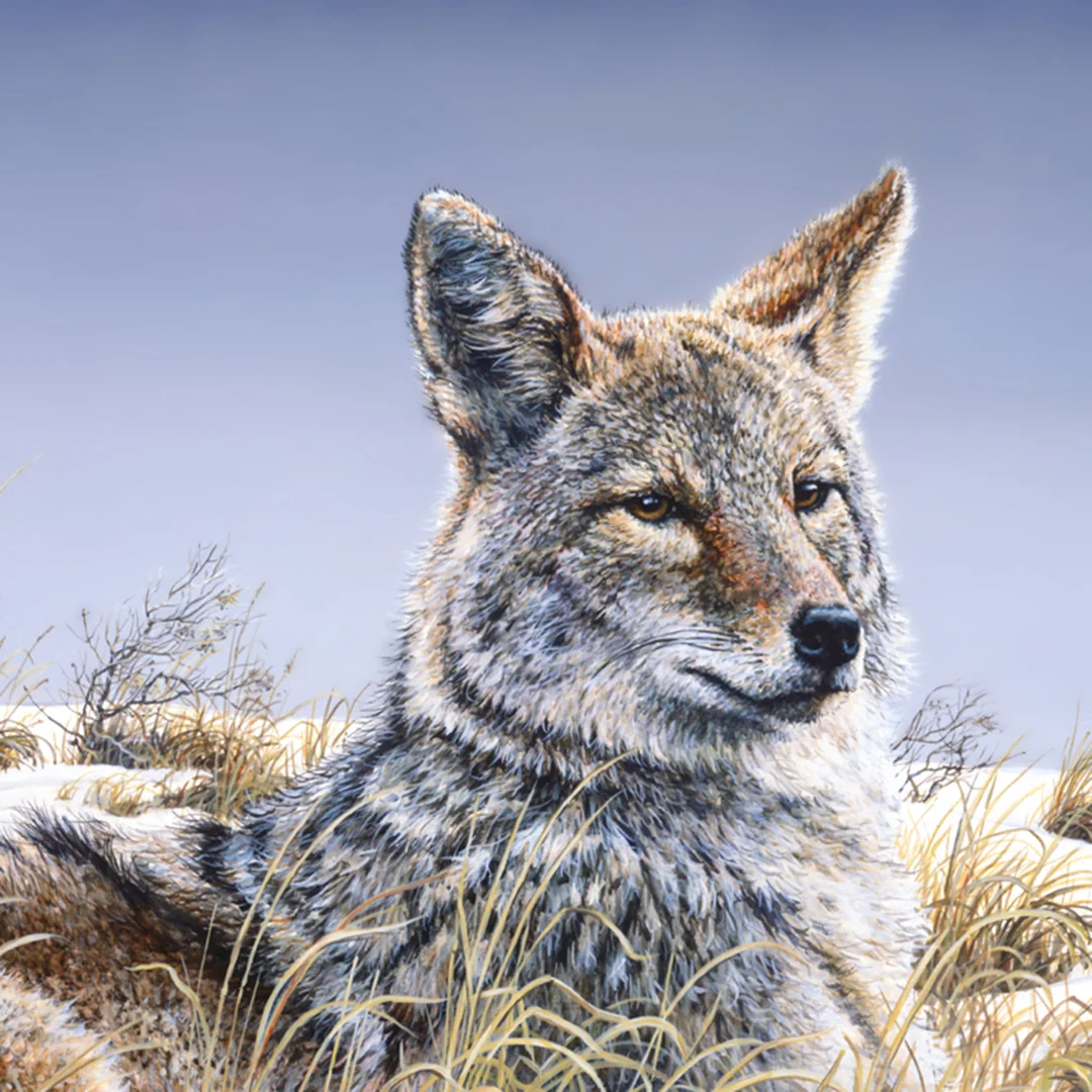 coyote.jpg