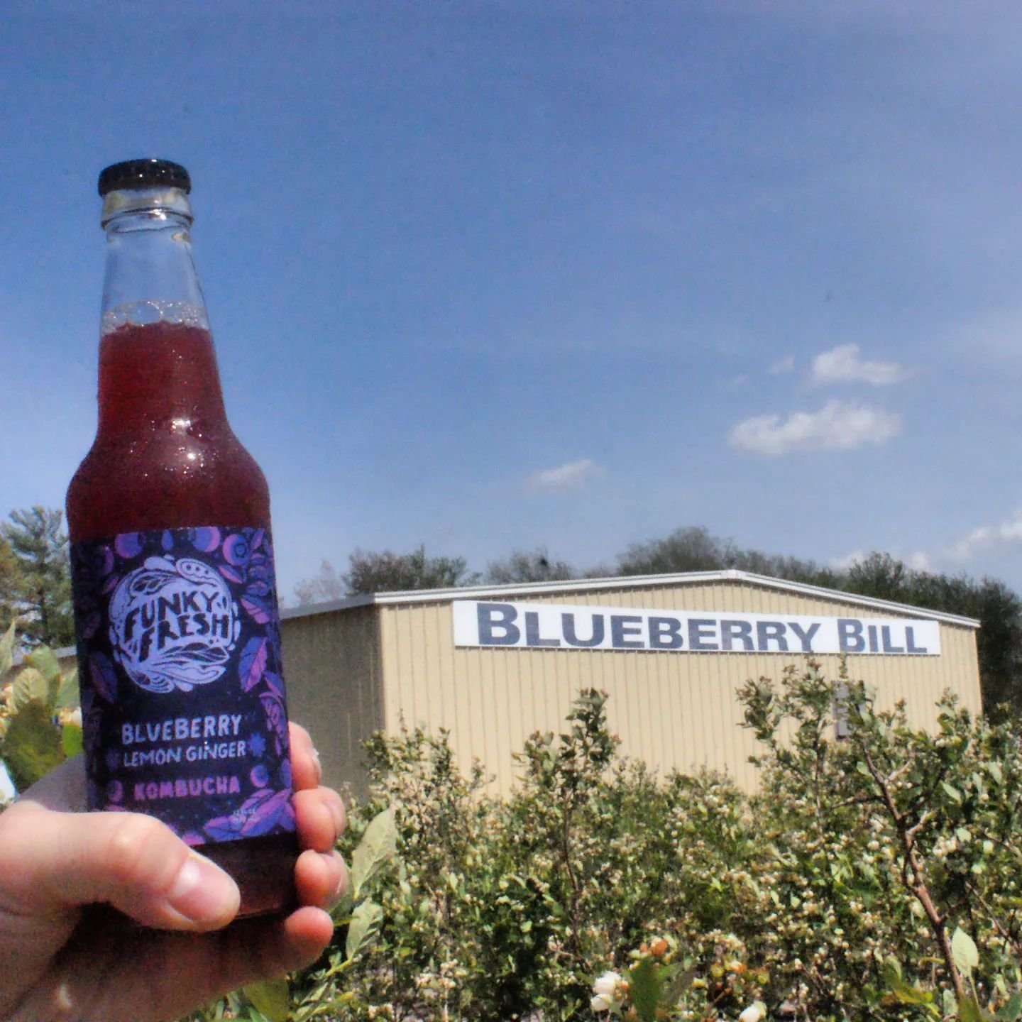 So excited for the return of Blueberry Lemon Ginger this week! The most delicious blueberries from @blueberrybillfarms are pressed and brewed in harmony with bright lemon verbena and lemon balm with a touch of ginger at the end. Enjoy! We have anothe