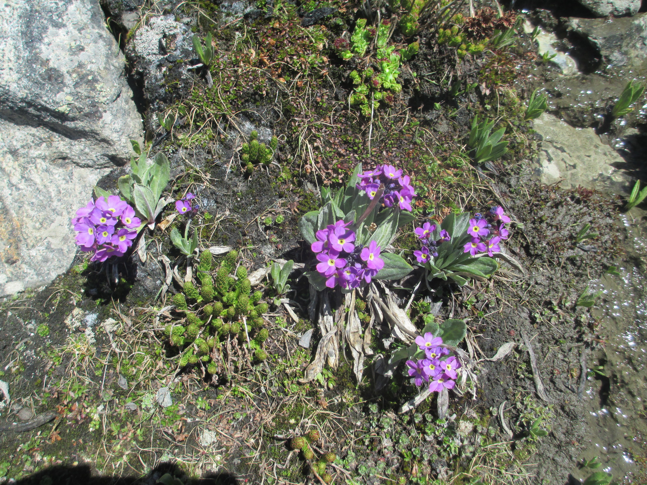 Blooms from glacial mud