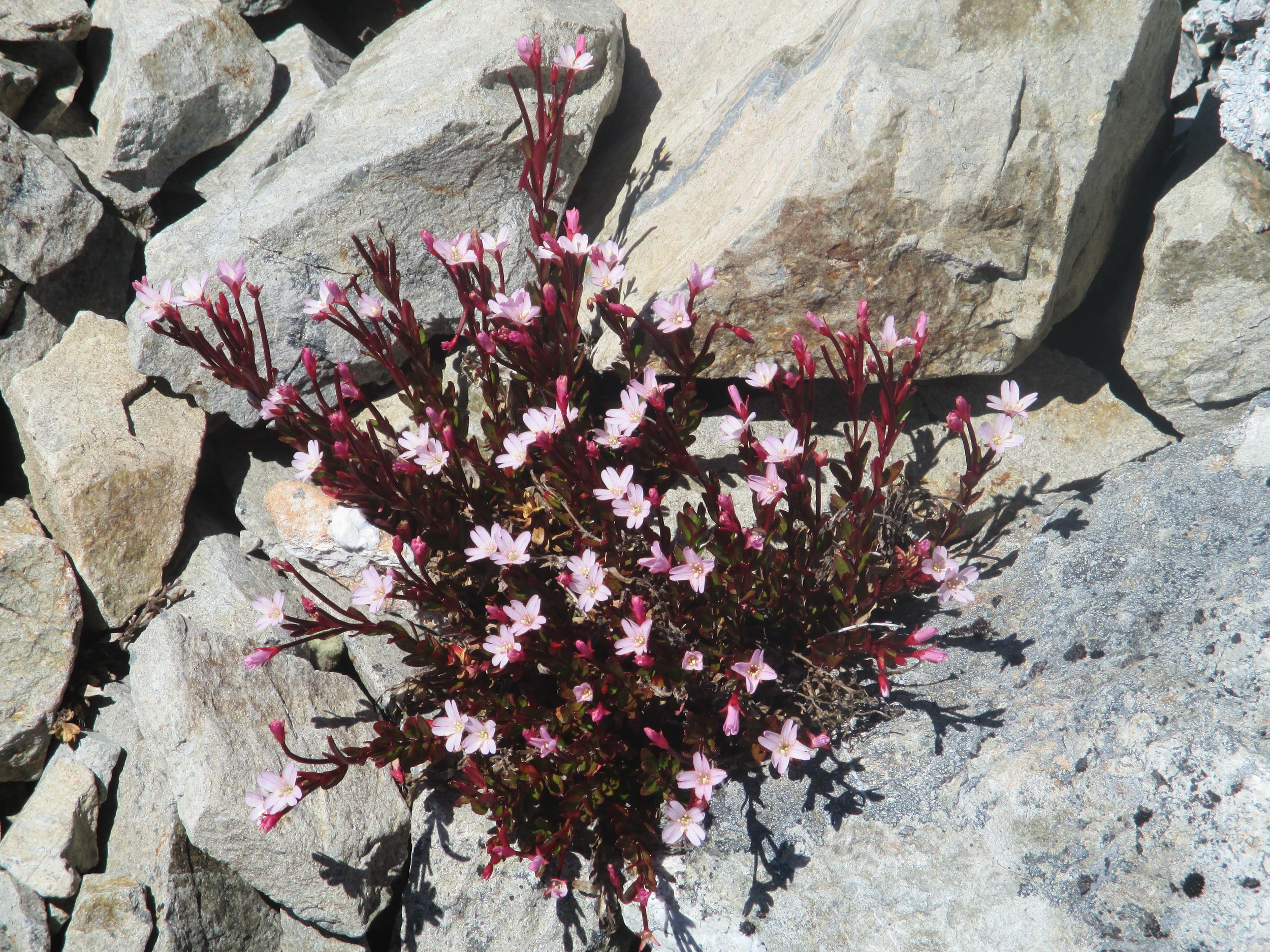   Alpine bloom   