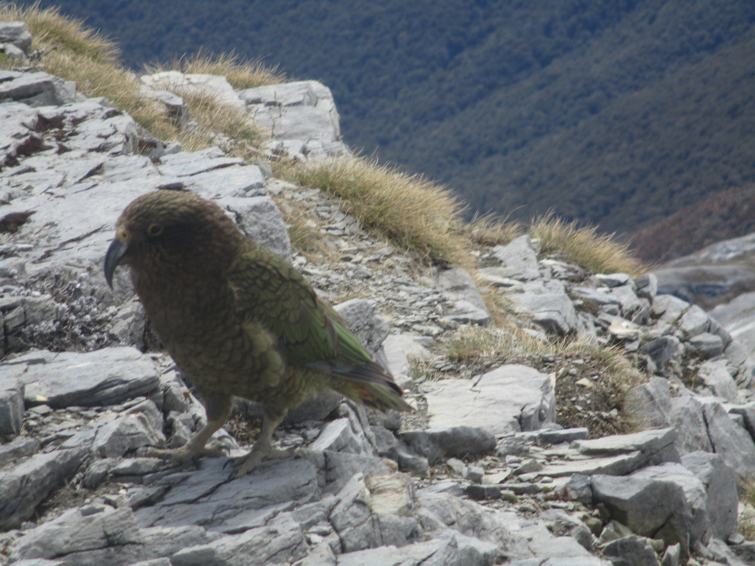   Mountain Parrot - Kea keeping us company  