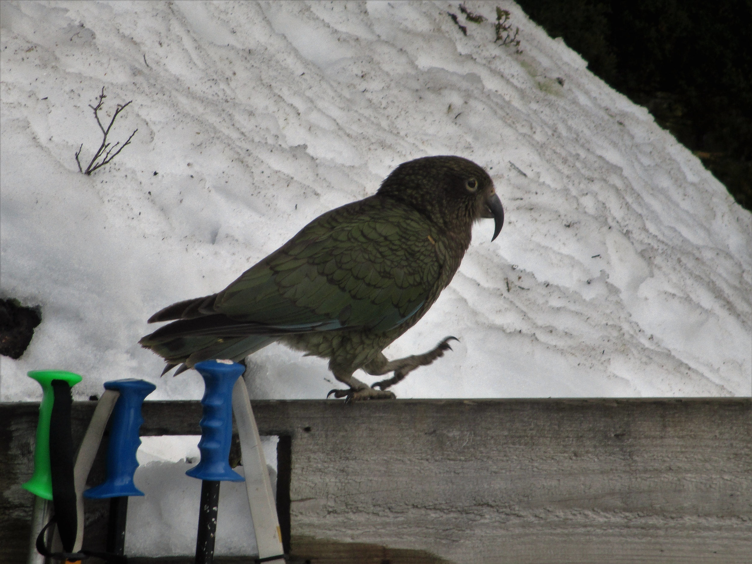 "I'll be back " an audacious Kea mountain parrot after checking out some ski poles.