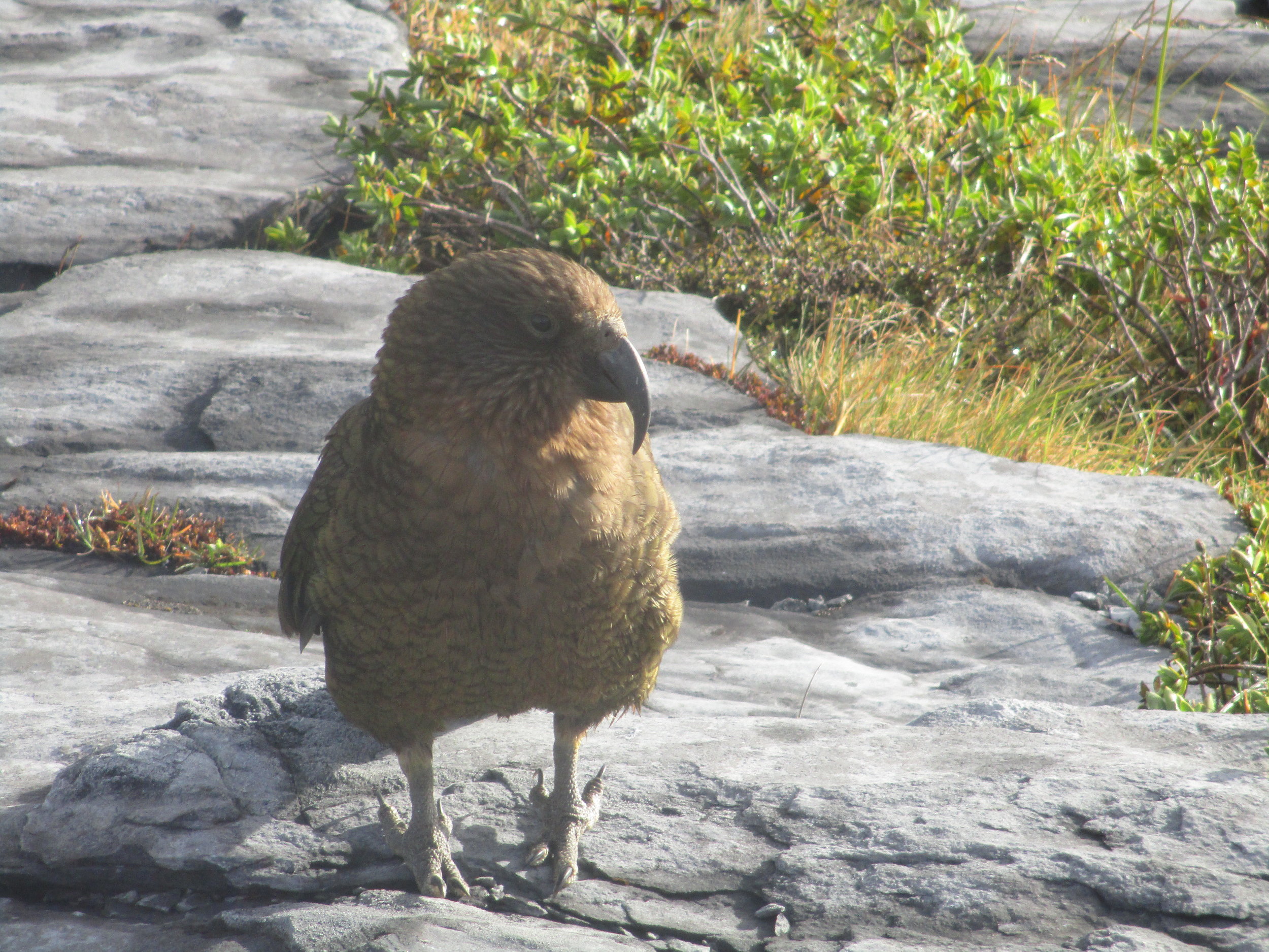 A particularly audacious Kea