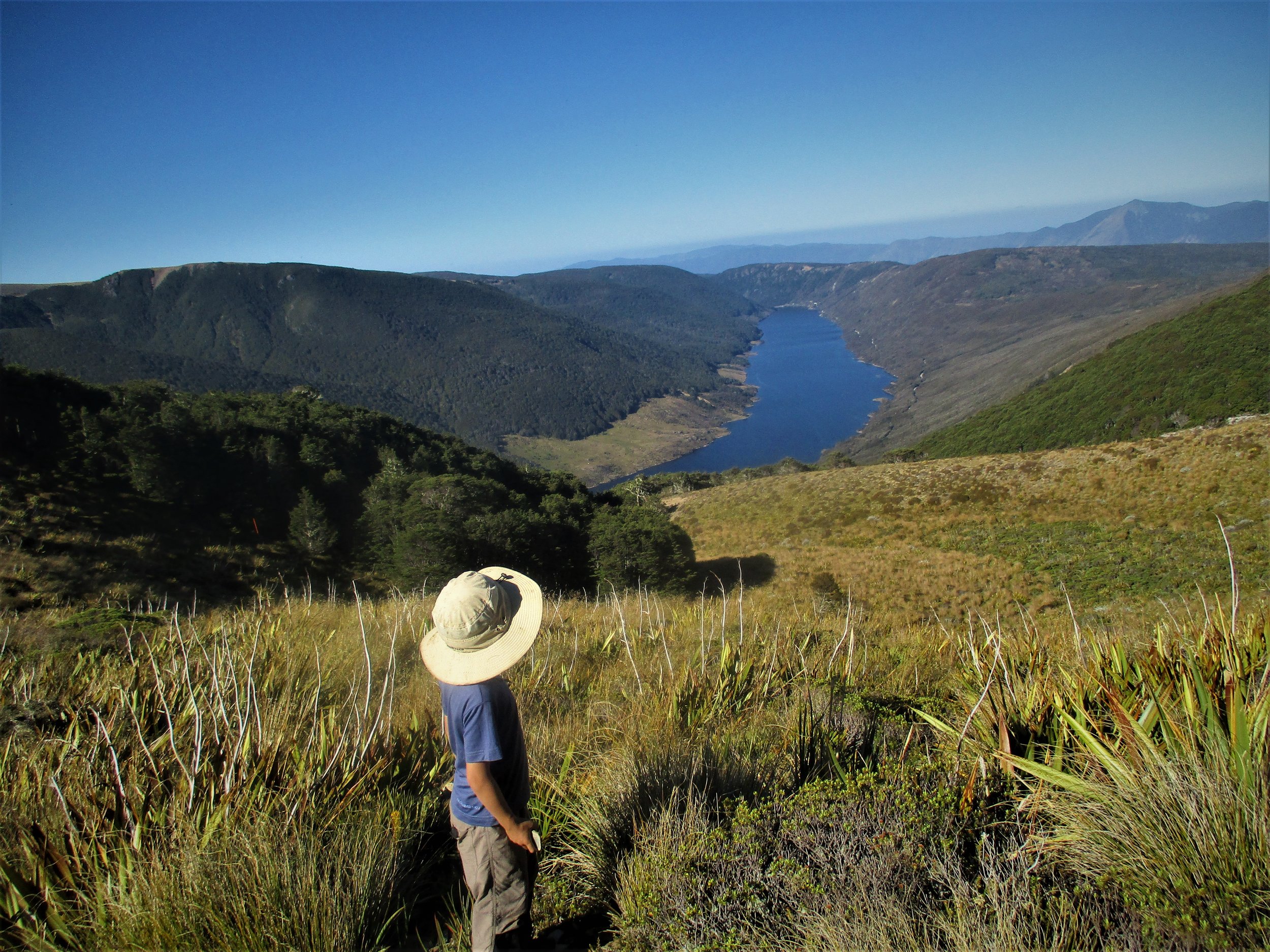   Leo gazes over the Cobb Reservoir, Kahurangi National park  