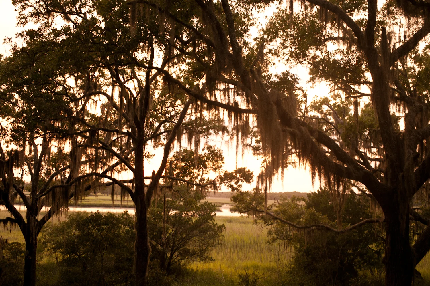 wadmalaw021.jpg
