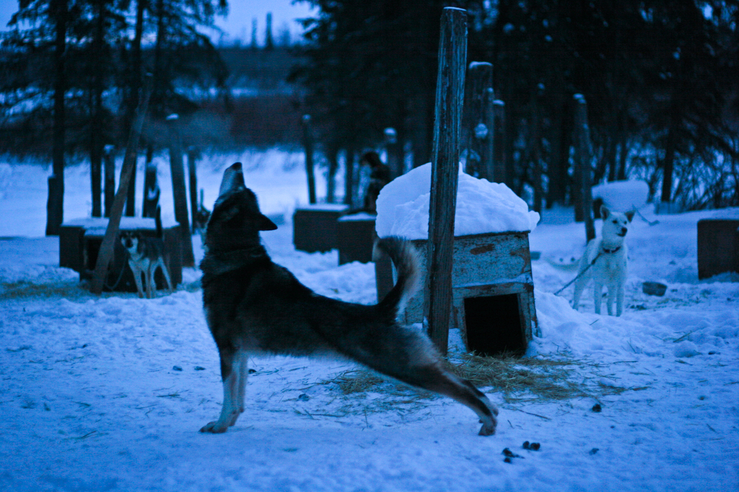   One of the Osborne's huskies stretches in the afternoon twilight. Once snow machines were introduced in the 70's most families disbanded their teams. "Sometimes it's like heaven out there" said Barbara, "and other times its hell, they get all tangl