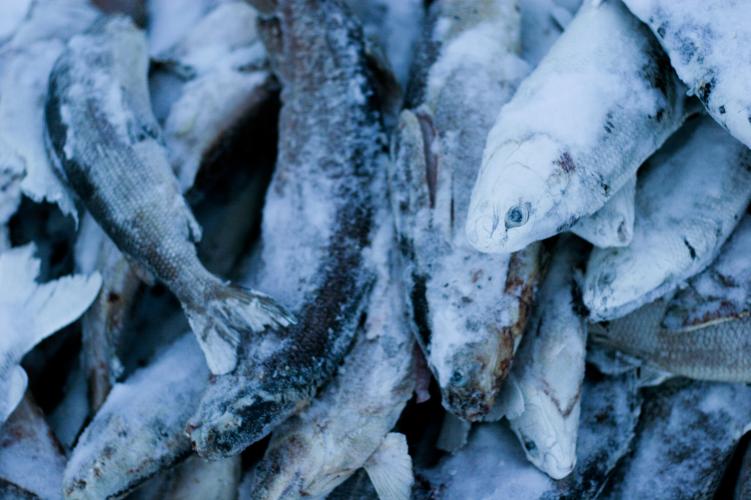   This frozen fish, netted in Ambler River during the summer months, will be added to dogfood in the cookpot for the Osborne sled dogs.  