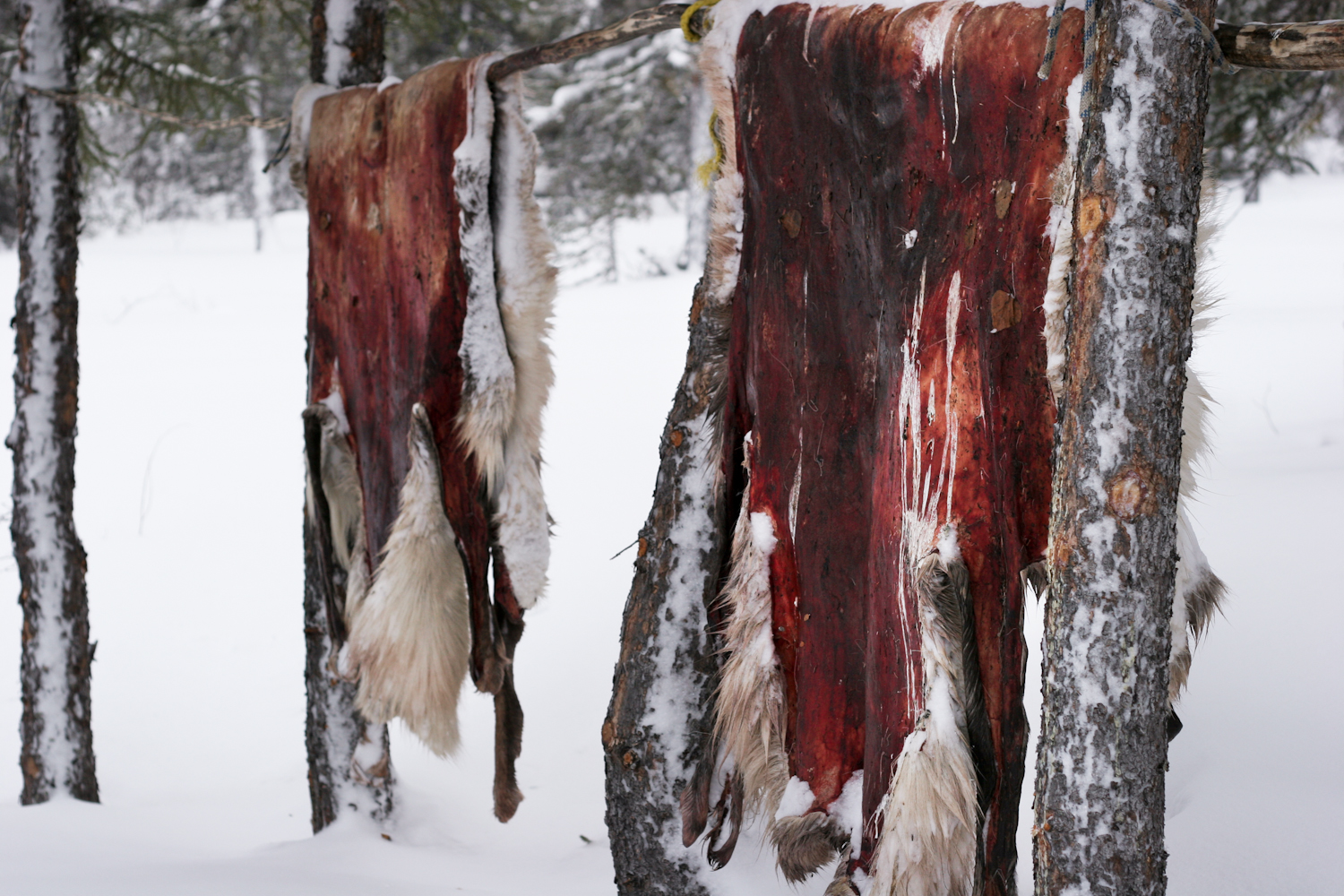   Within the pines, hunters shoot the local game of caribou, moose, tarnegin, rabbit, and wolf. “A caribou migration trail runs right through my backyard,” said Luke Wood who shot the Caribou whose skins hang between the trees outside his canvas and 