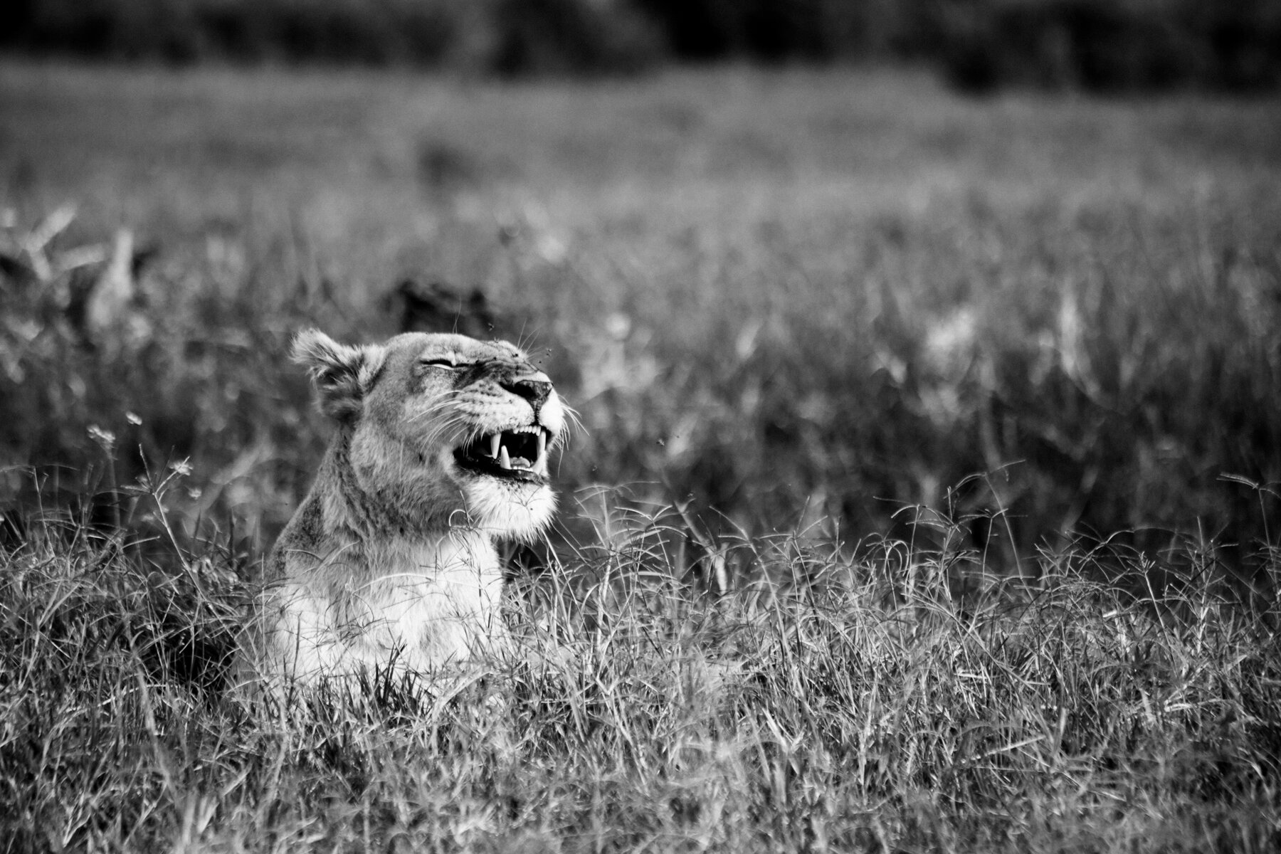  Lion | Maasai Mara Reserve, Kenya 