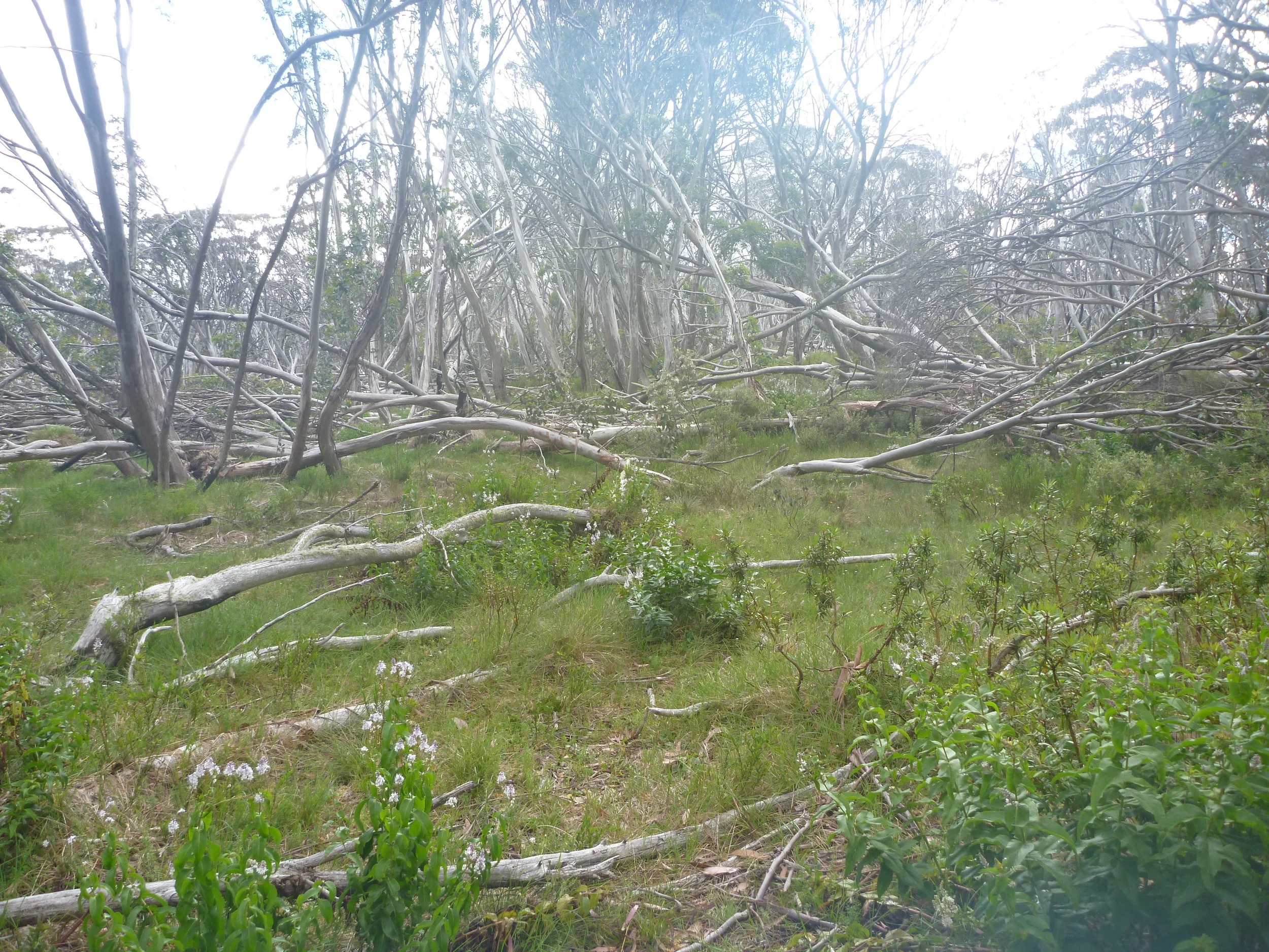  Tiring track with having to negotiate thousands of fallen trees 
