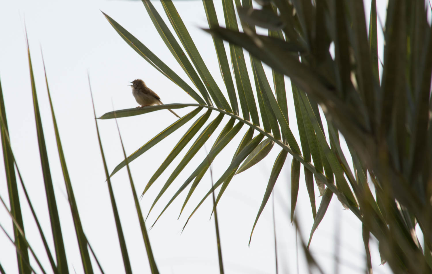 My fuzzy attempt at catching this noisy little guy a few days later.