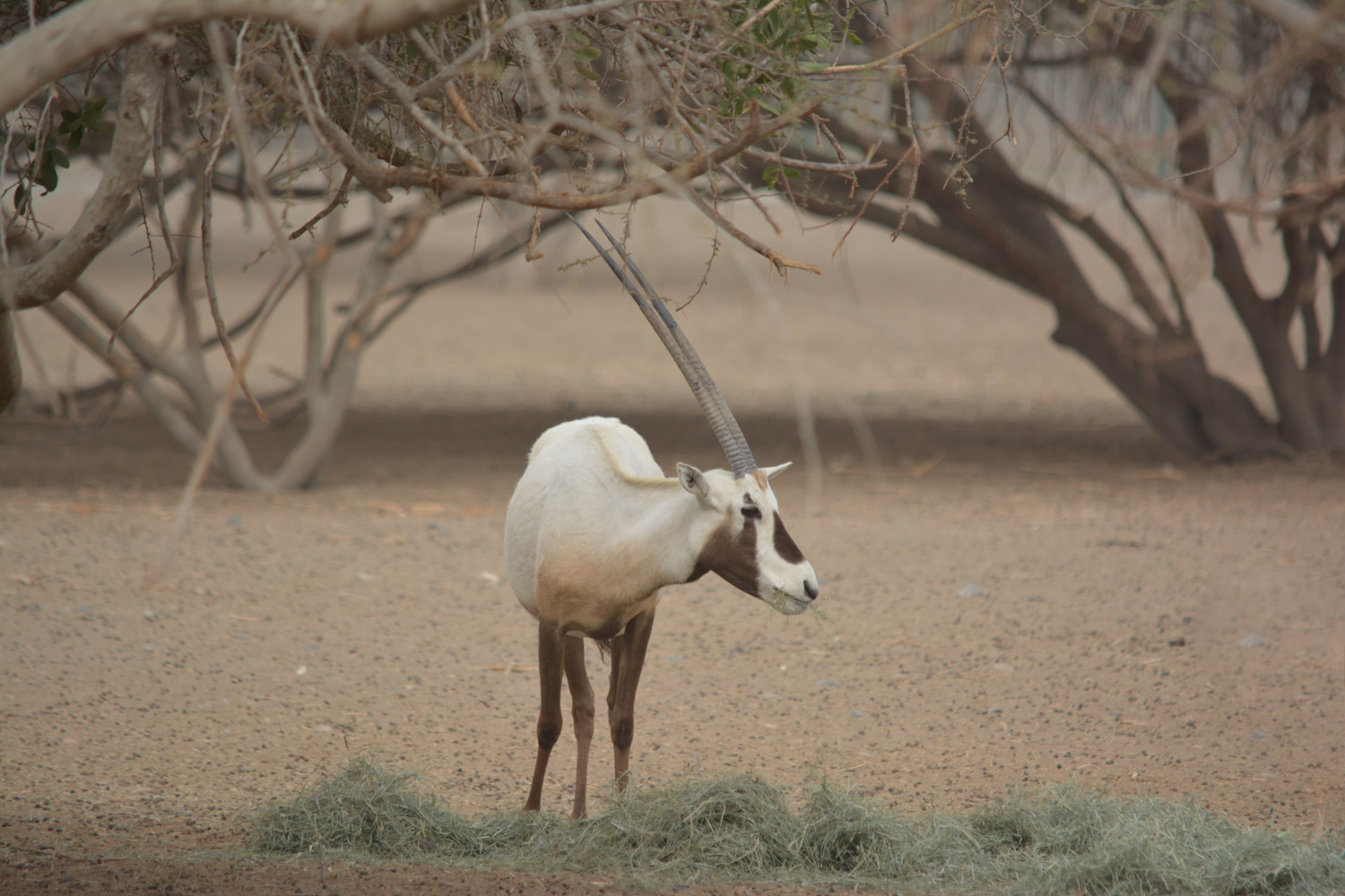Arabian Oryx