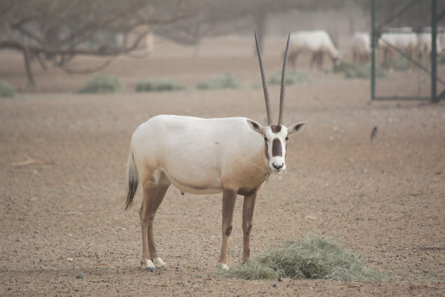 Arabian Oryx
