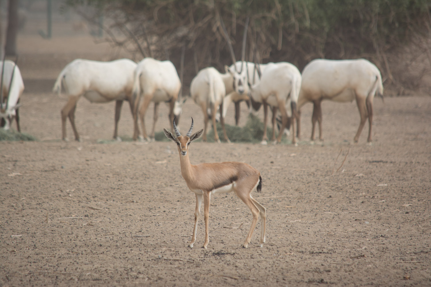 Mountain Gazelle