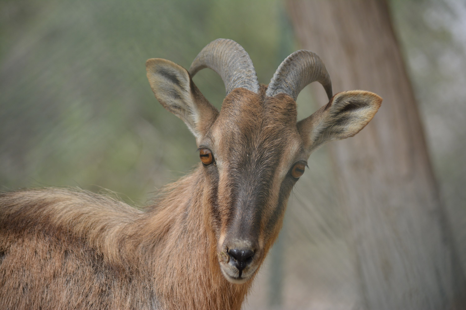 Arabian Tahr