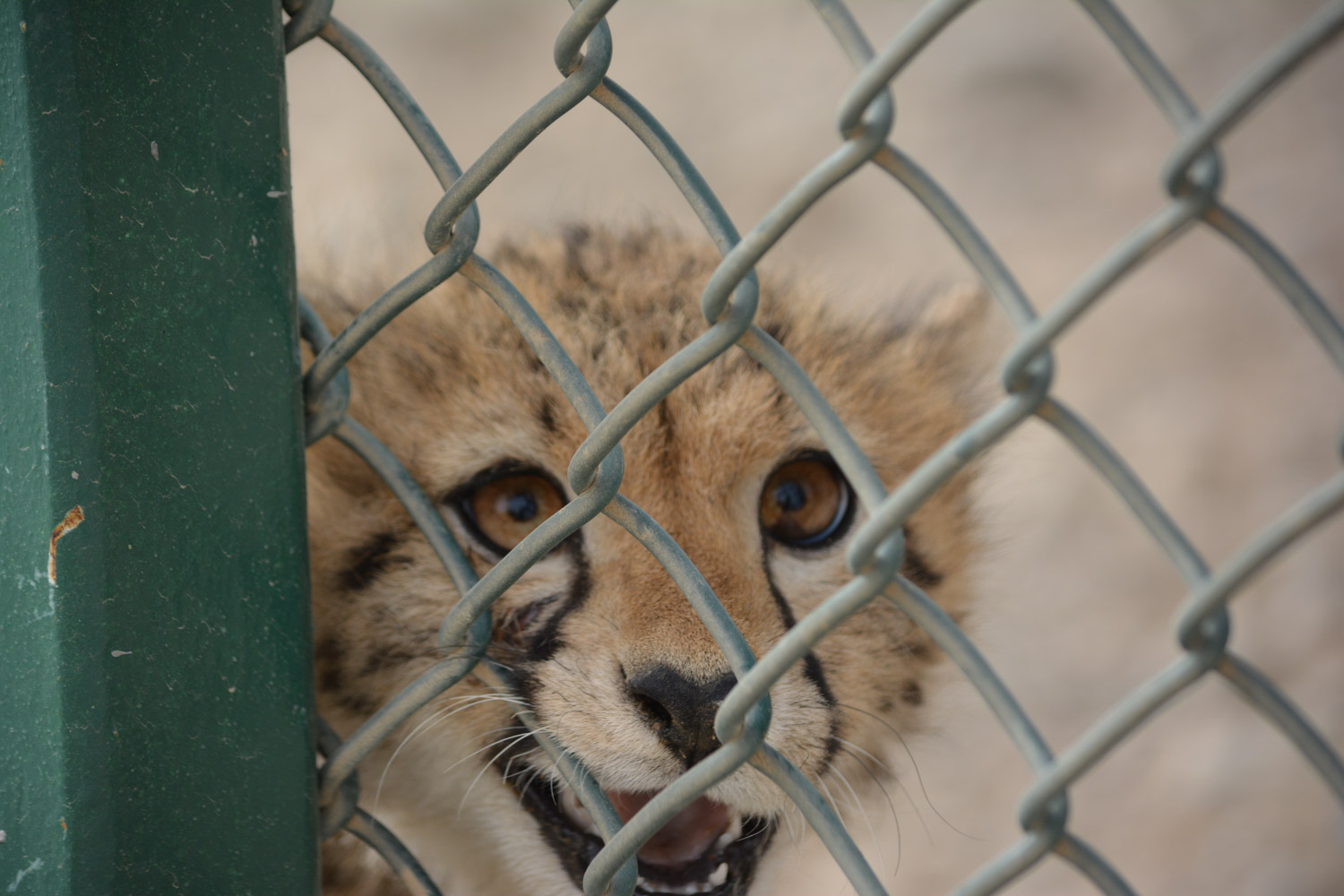 Rescued cheetah