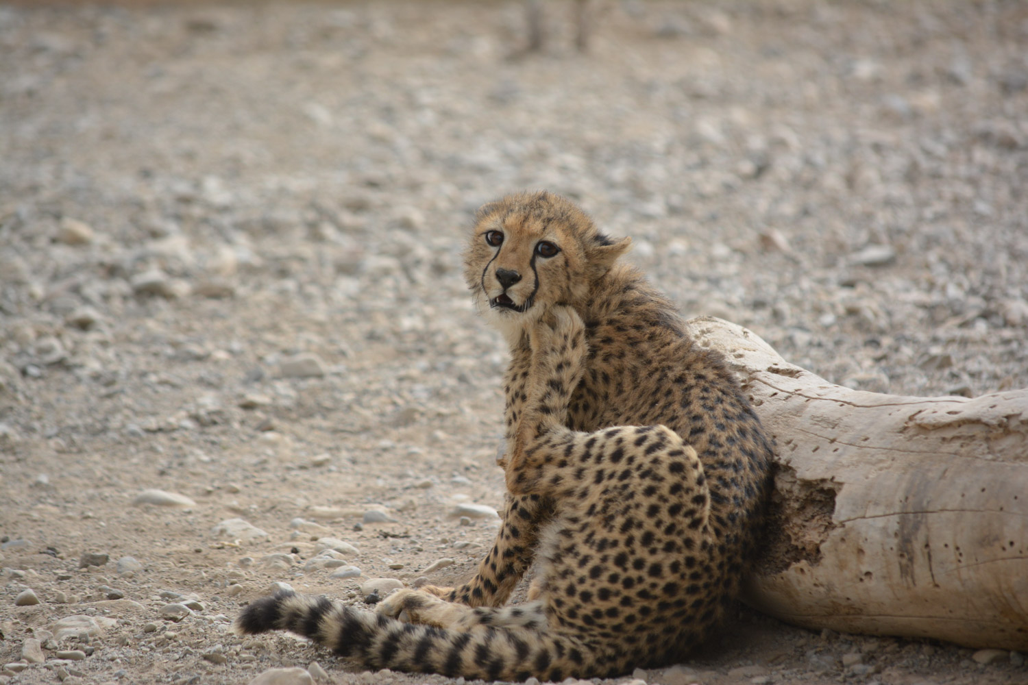 We were so uninteresting this one took a break to scratch.