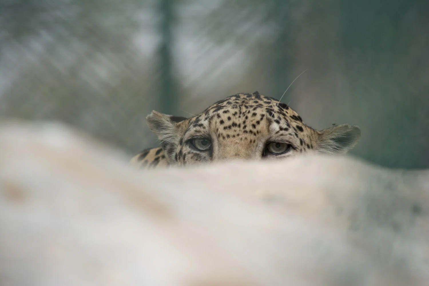 LeopardEyes-0066.jpg