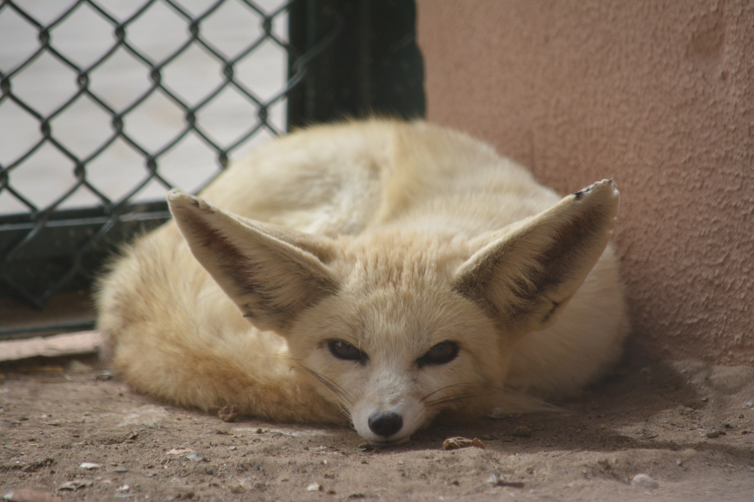 Sand Fox