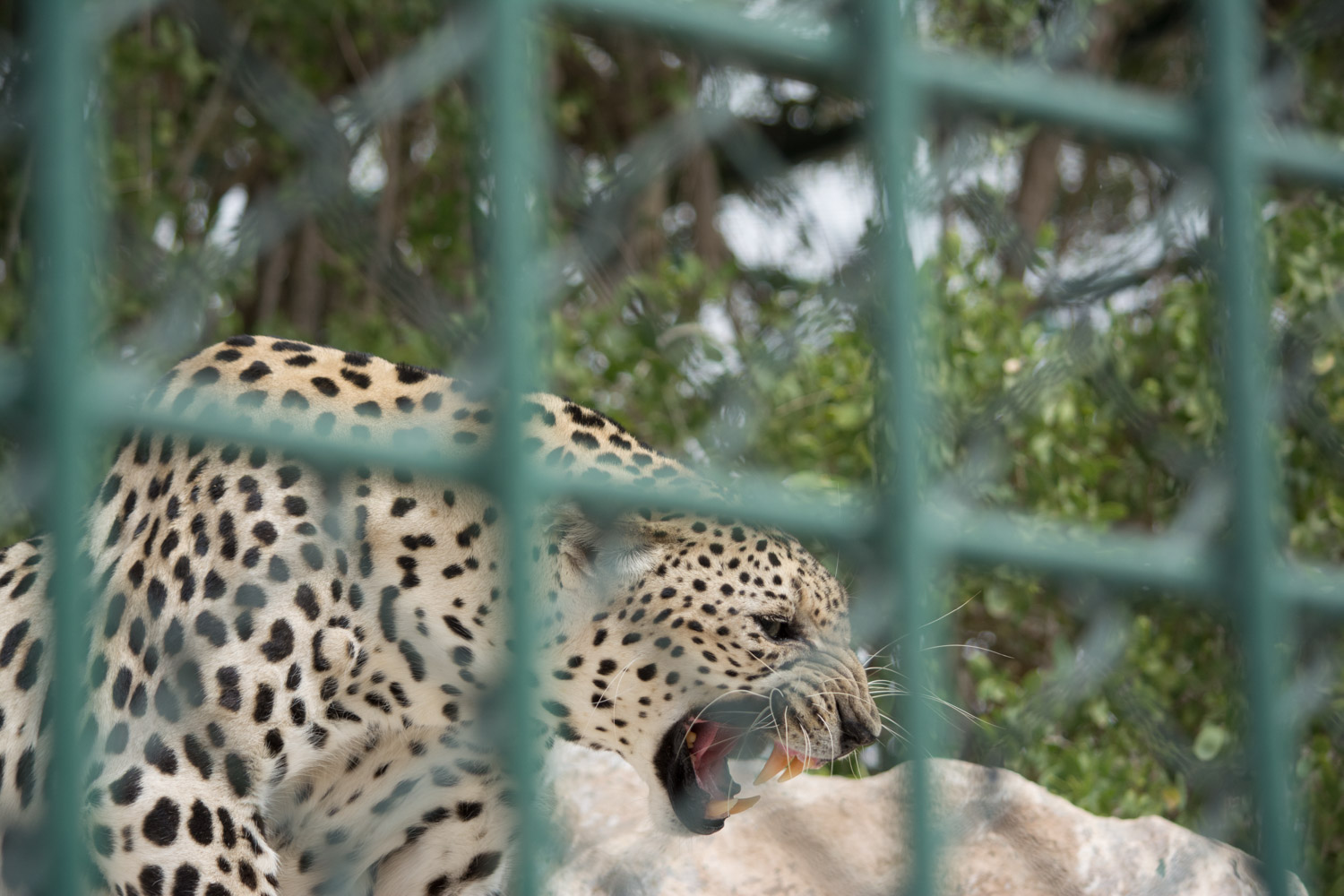 Arabian Leopard. I have never been so thankful for a fence in my life. I am only a few feet away from this powerful animal.