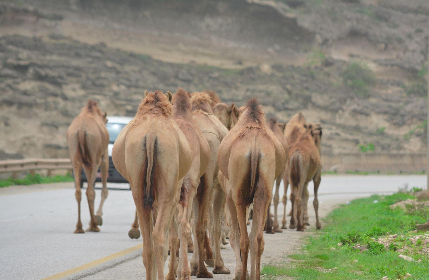 A little traffic in Southern Oman. Literally camels and cars.