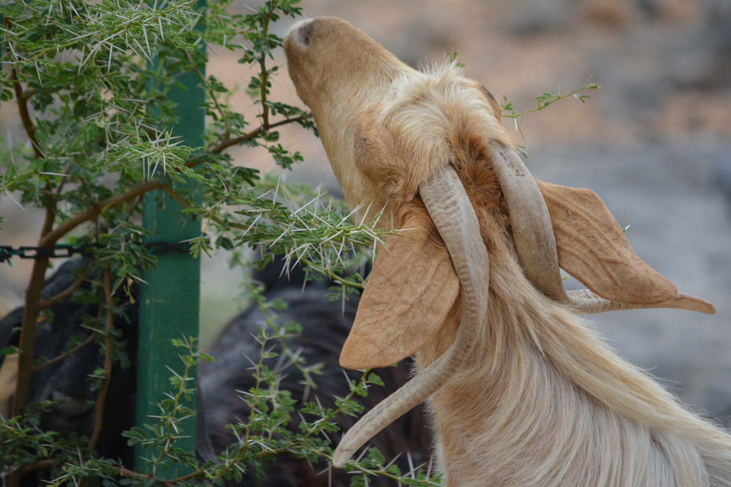 Wandering goats eating the new plants outside the hotel.