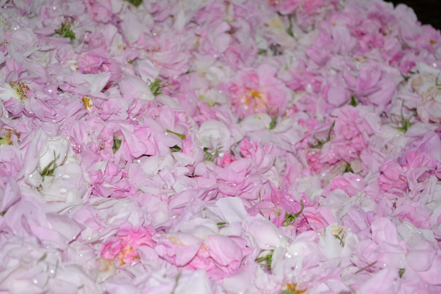 A bed of roses.