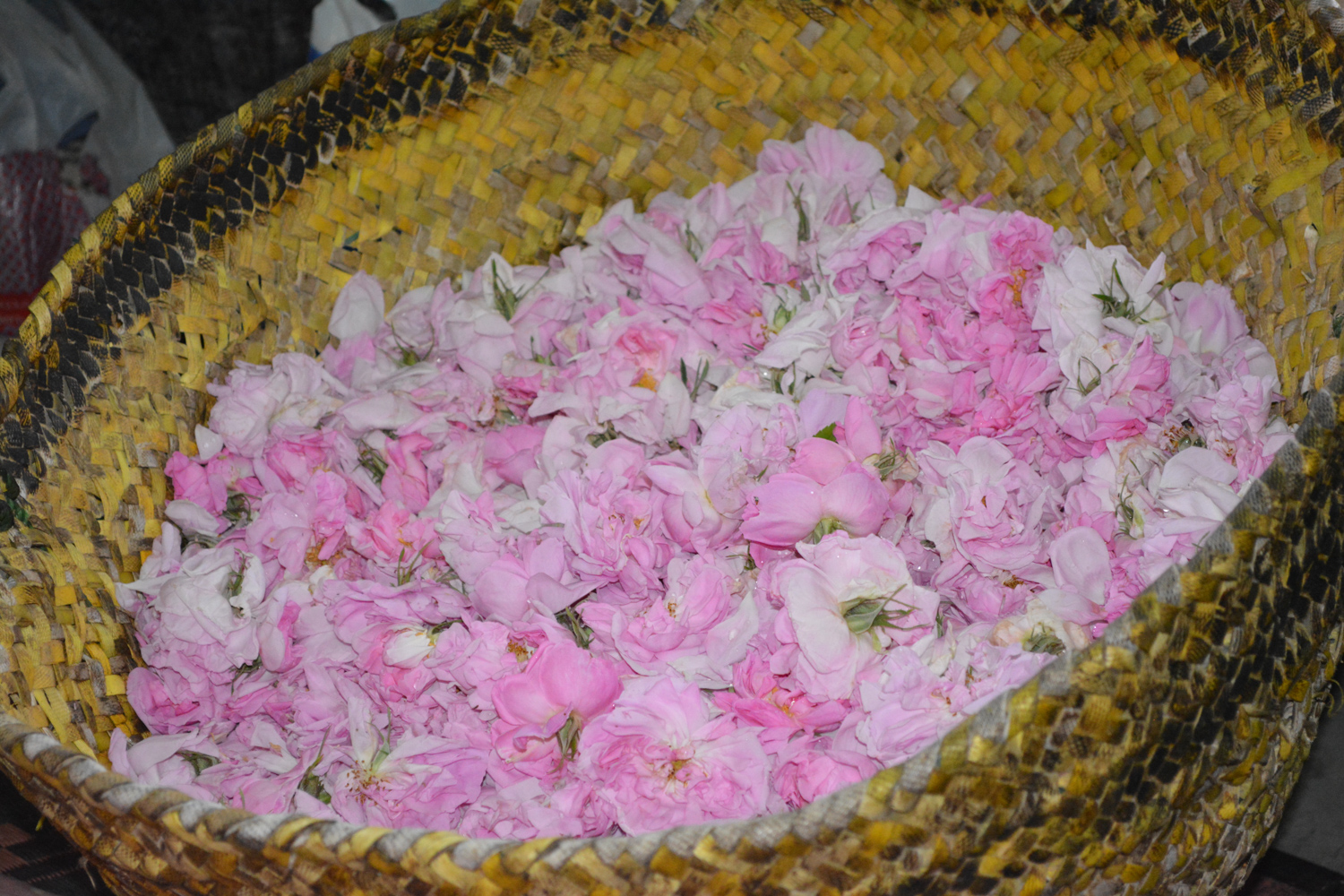 A basket full of freshly picked beauties.