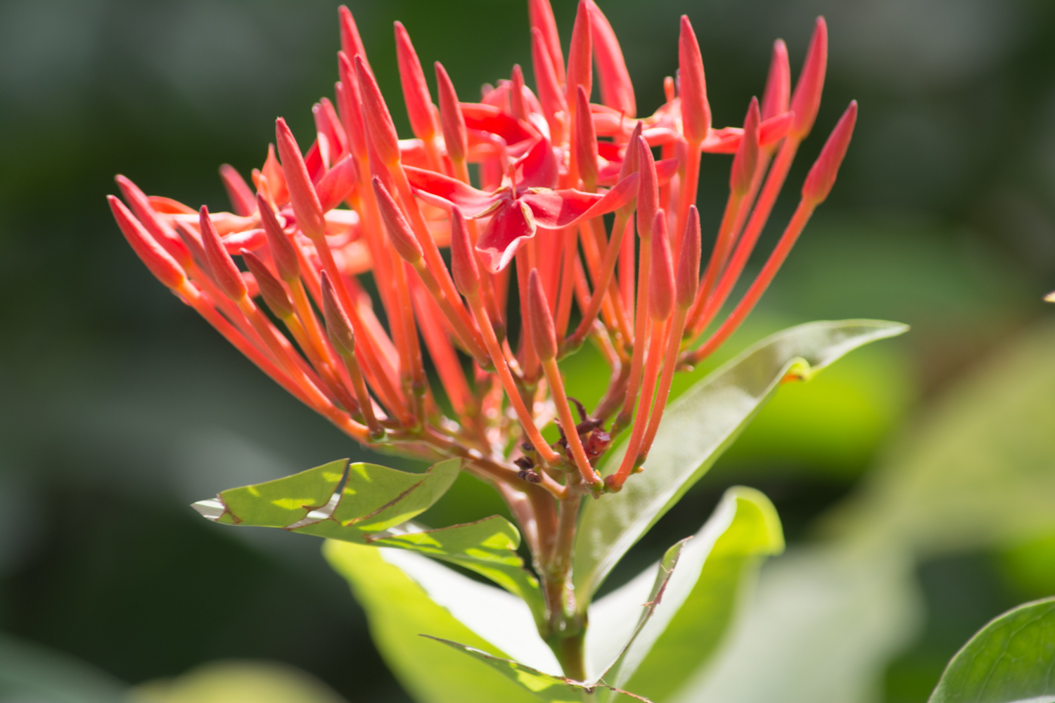 Flora-0039.jpg